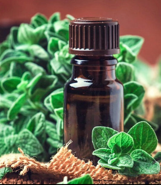 Oregano oil