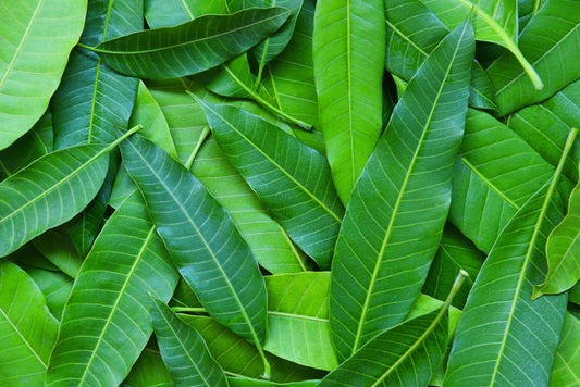 Mango Leaf