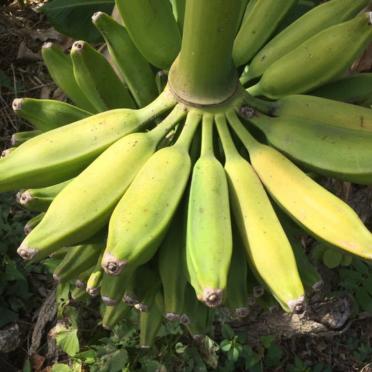 Raw burro banana fruit