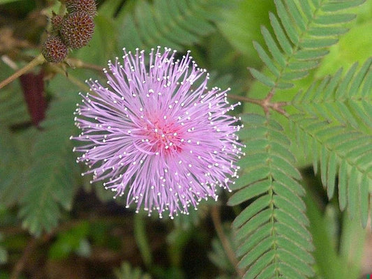 NOAPPI powder , Blobu butter , mimosa paste , mimosa capsules , Seamoss